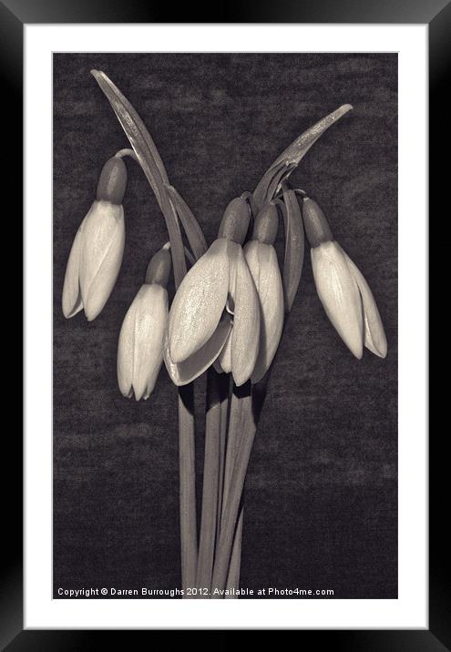 Snowdrops Framed Mounted Print by Darren Burroughs