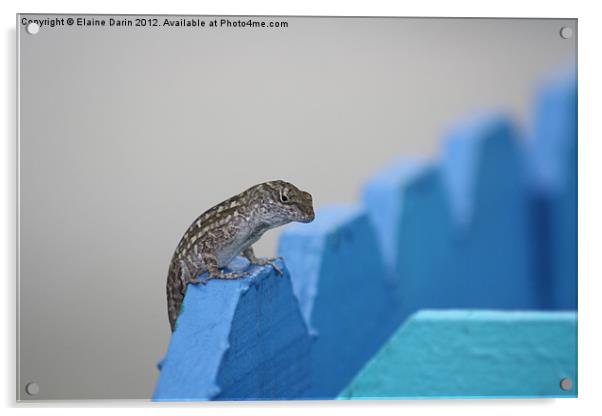 Florida Lizard Acrylic by Elaine Darin
