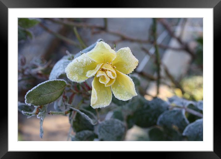 Roses First Frost Framed Mounted Print by Elaine Darin