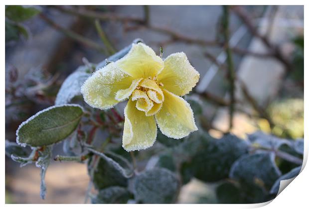 Roses First Frost Print by Elaine Darin