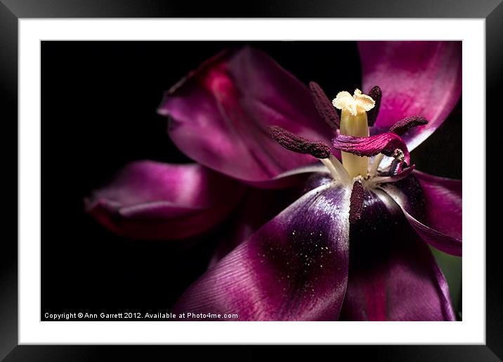 A Purple Tulip - Up Close and Personal Framed Mounted Print by Ann Garrett