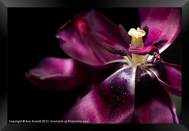 A Purple Tulip - Up Close and Personal Framed Print by Ann Garrett