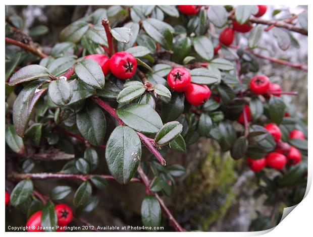 Winter Berries Print by Joanne Partington
