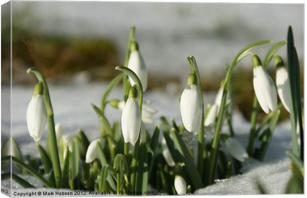 Snowdrops Canvas Print by Mark Hobson