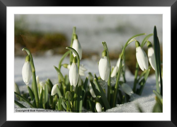 Snowdrops Framed Mounted Print by Mark Hobson