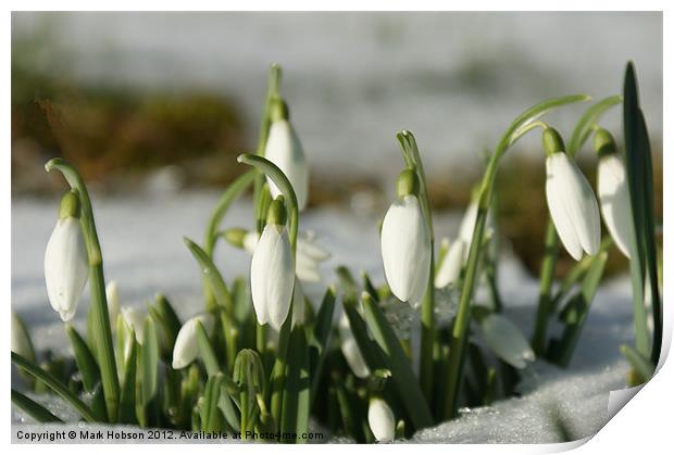 Snowdrops Print by Mark Hobson