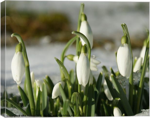 Snowdrops  in Sunlight Canvas Print by Mark Hobson