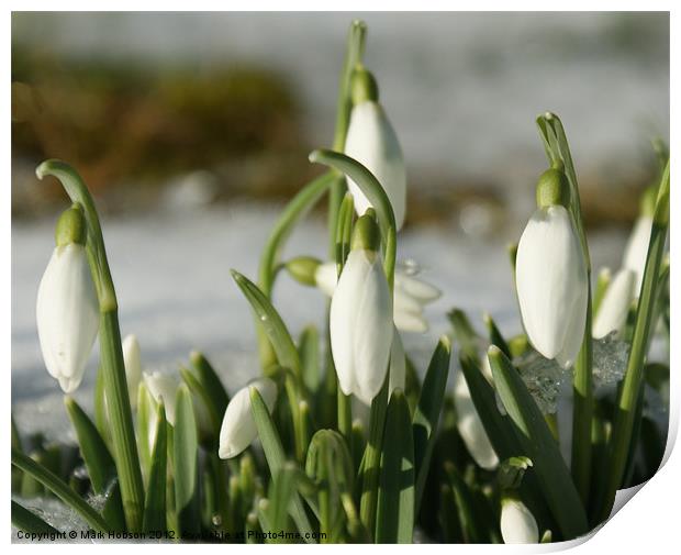 Snowdrops  in Sunlight Print by Mark Hobson