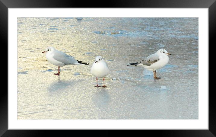 On thin ice Framed Mounted Print by Sharon Lisa Clarke