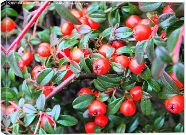 Red berries of winter Canvas Print by ian littler