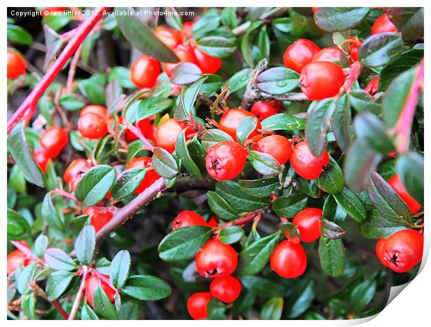 Red berries of winter Print by ian littler