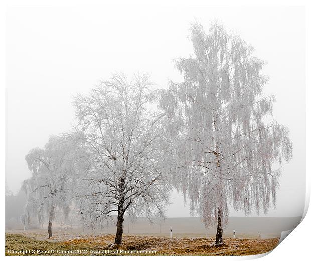 Frosted White Trees Print by Canvas Landscape Peter O'Connor