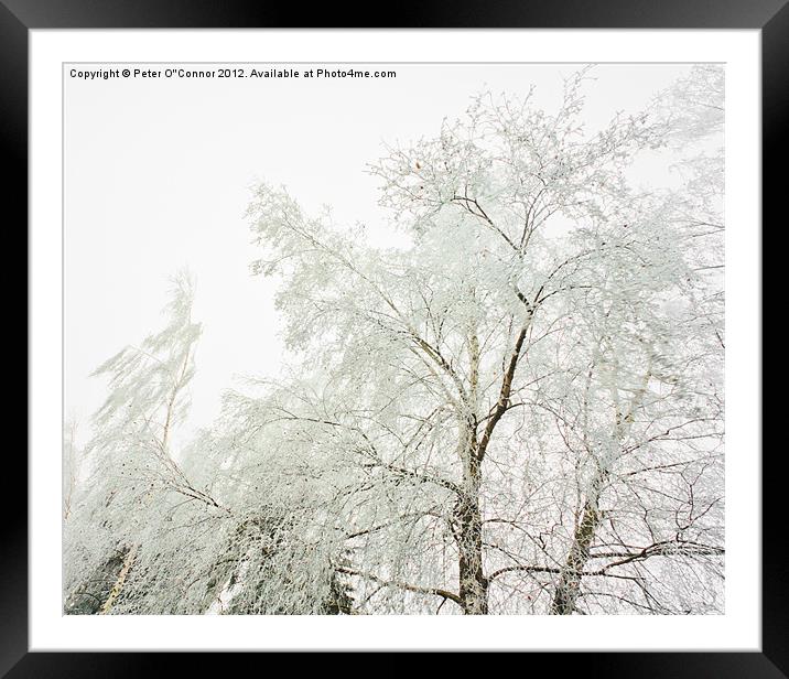 Frozen Winter Branches Framed Mounted Print by Canvas Landscape Peter O'Connor