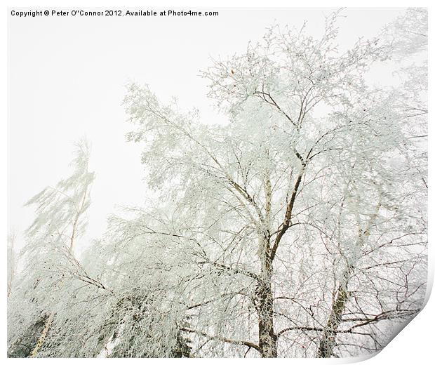 Frozen Winter Branches Print by Canvas Landscape Peter O'Connor