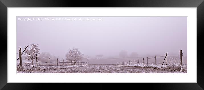 Winter Racecourse Framed Mounted Print by Canvas Landscape Peter O'Connor