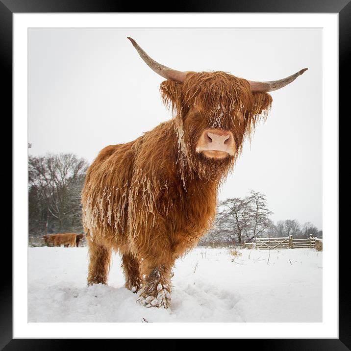 Horny cow Framed Mounted Print by Simon Wrigglesworth