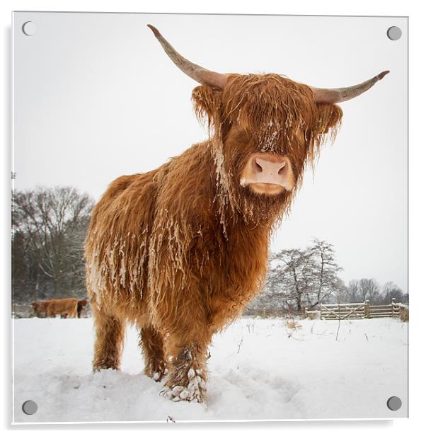 Horny cow Acrylic by Simon Wrigglesworth