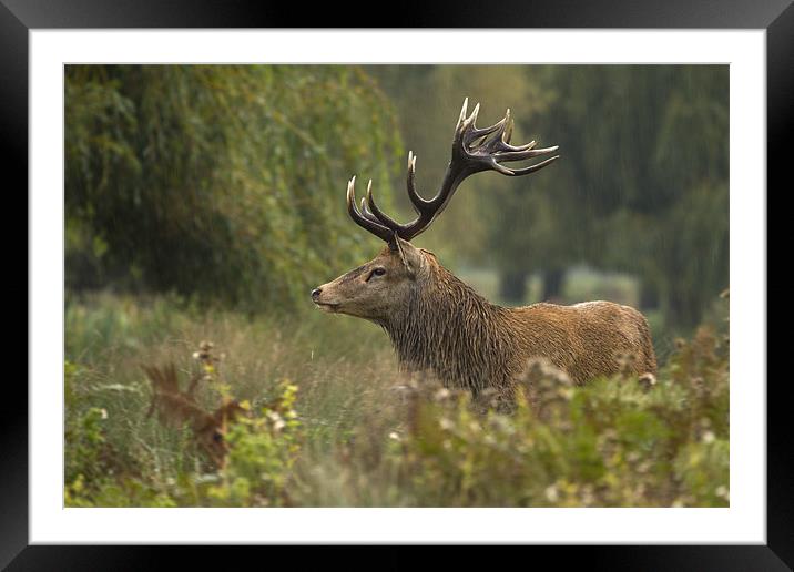 The king Framed Mounted Print by Val Saxby LRPS