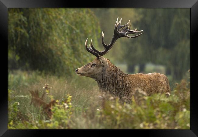 The king Framed Print by Val Saxby LRPS