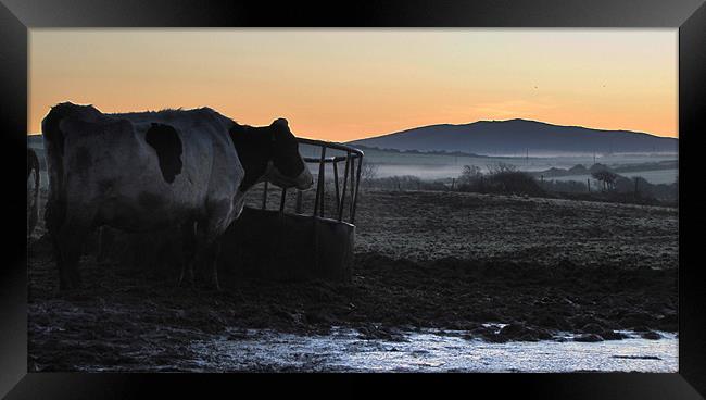 Morning Glory Framed Print by barbara walsh