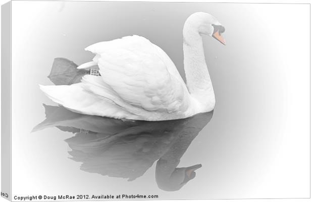 Soft swan Canvas Print by Doug McRae
