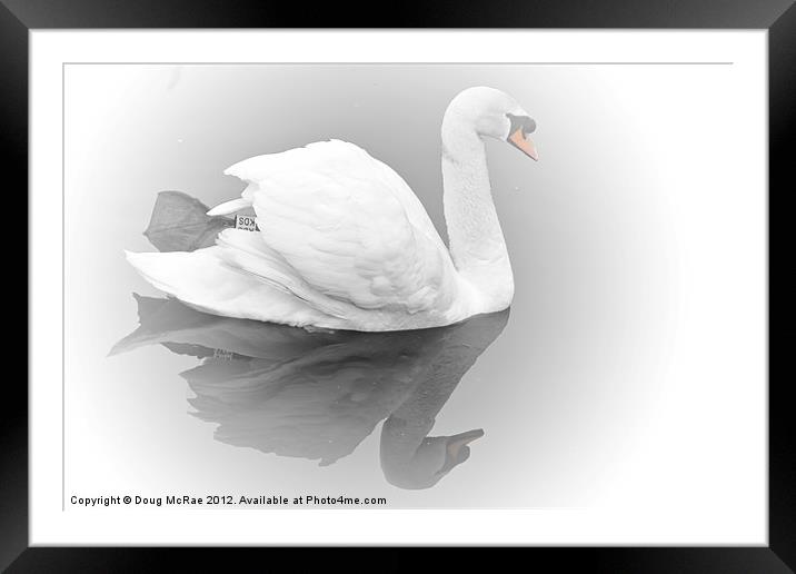Soft swan Framed Mounted Print by Doug McRae