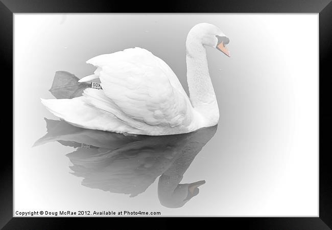 Soft swan Framed Print by Doug McRae