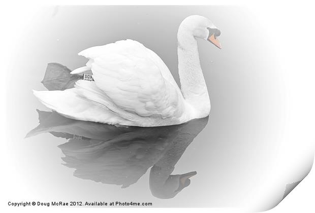 Soft swan Print by Doug McRae