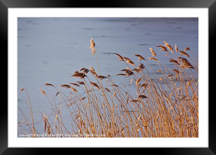 Warm reeds Framed Mounted Print by Doug McRae