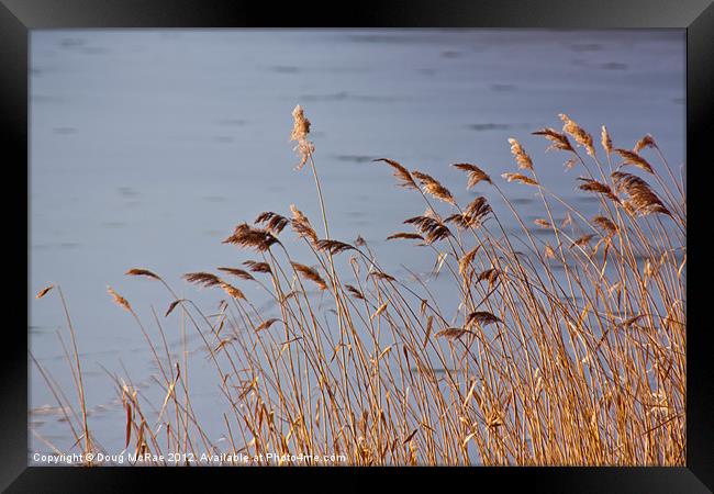 Warm reeds Framed Print by Doug McRae