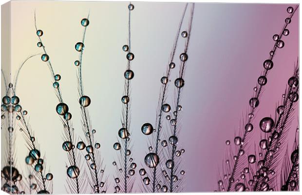 Feather Drops with Mauve Canvas Print by Sharon Johnstone