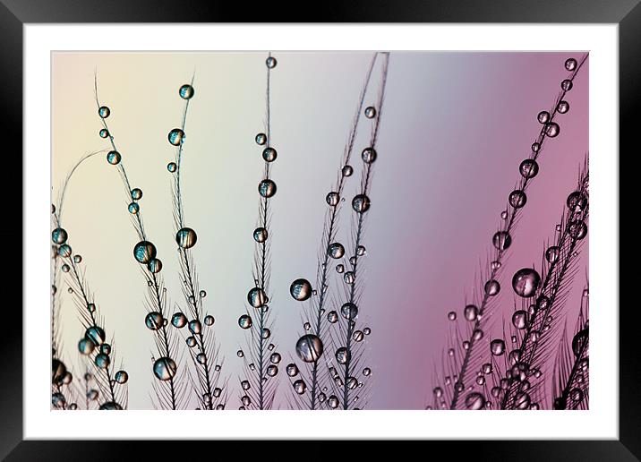 Feather Drops with Mauve Framed Mounted Print by Sharon Johnstone