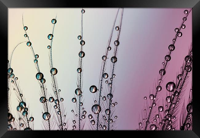Feather Drops with Mauve Framed Print by Sharon Johnstone
