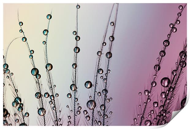 Feather Drops with Mauve Print by Sharon Johnstone