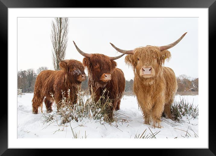 Three of a kind Framed Mounted Print by Simon Wrigglesworth