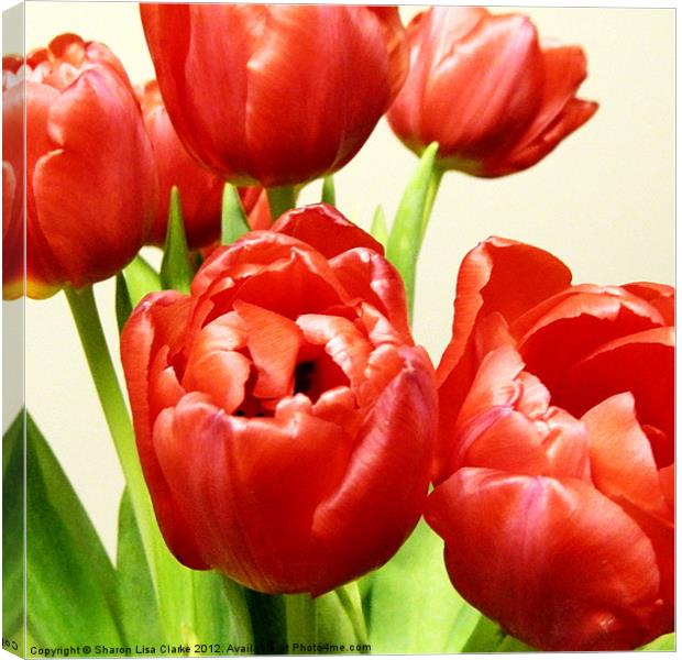 Red Tulips Canvas Print by Sharon Lisa Clarke
