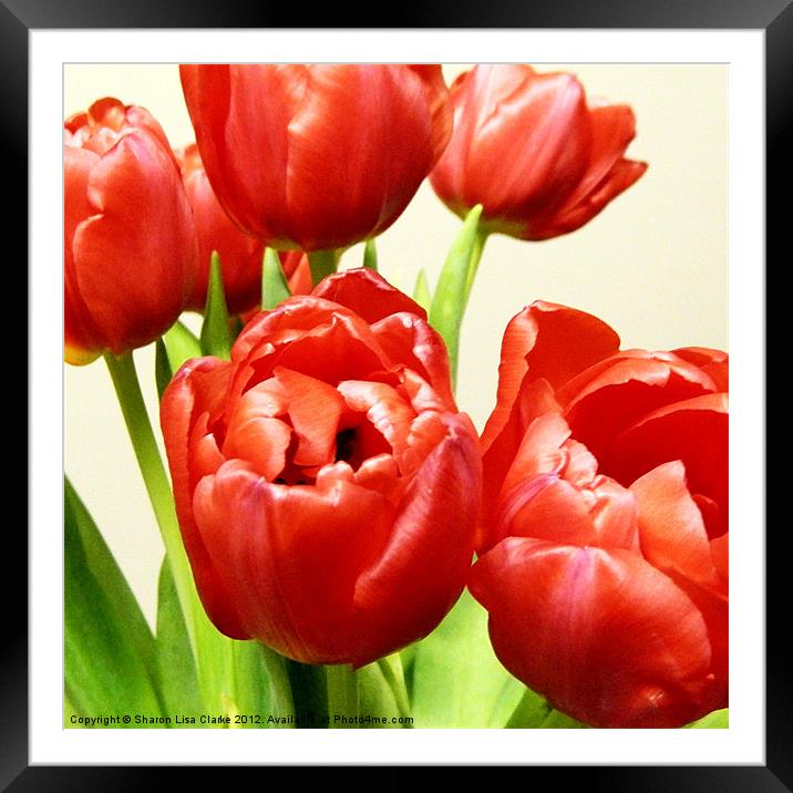 Red Tulips Framed Mounted Print by Sharon Lisa Clarke