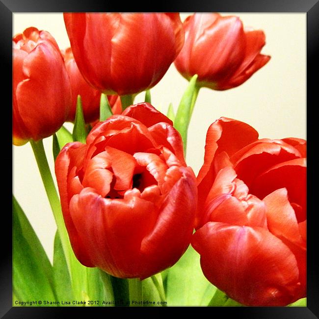 Red Tulips Framed Print by Sharon Lisa Clarke