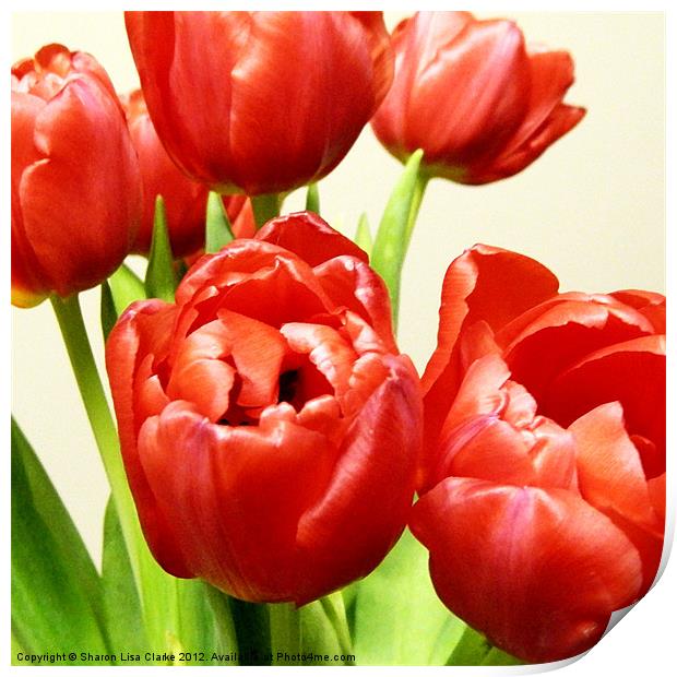 Red Tulips Print by Sharon Lisa Clarke
