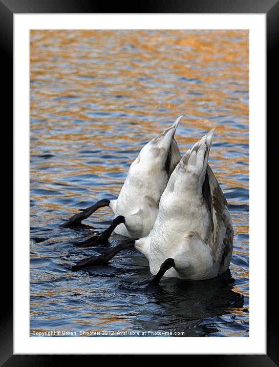 Bottom's Up! Framed Mounted Print by Urban Shooters PistolasUrbanas!