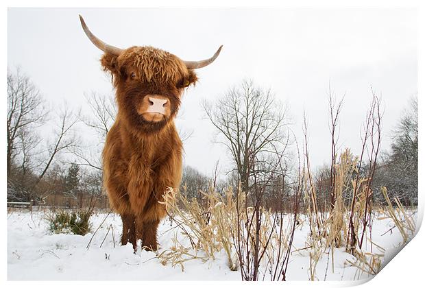 Highland Cow Print by Simon Wrigglesworth