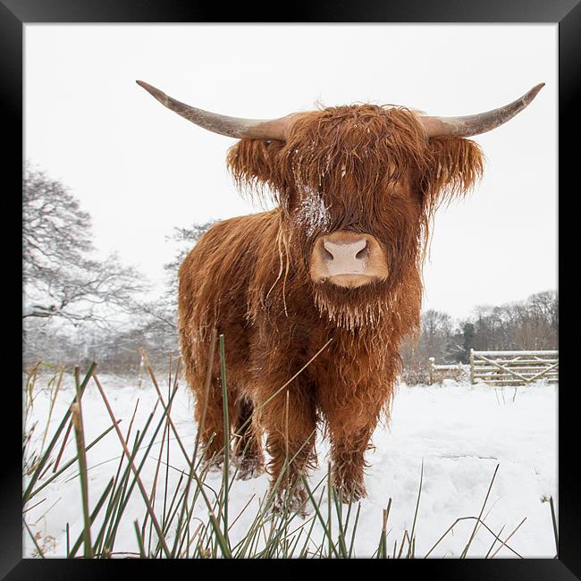 HIghland Cow Framed Print by Simon Wrigglesworth