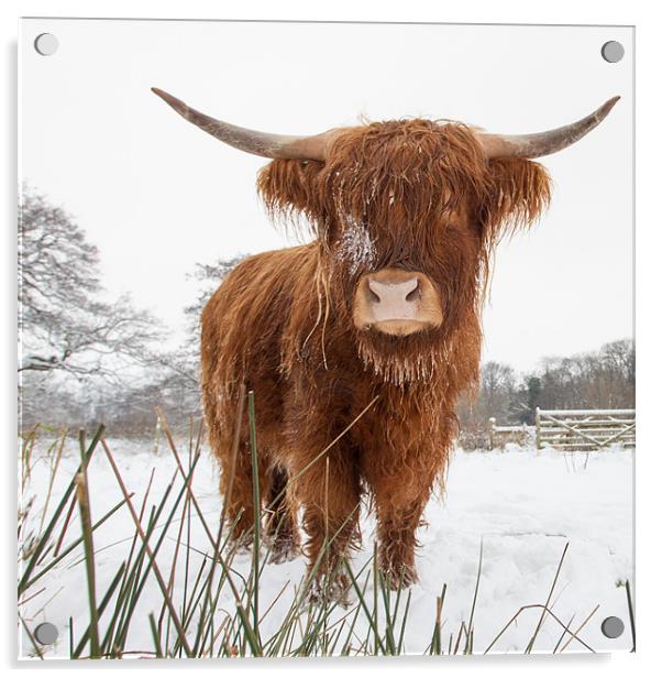 HIghland Cow Acrylic by Simon Wrigglesworth