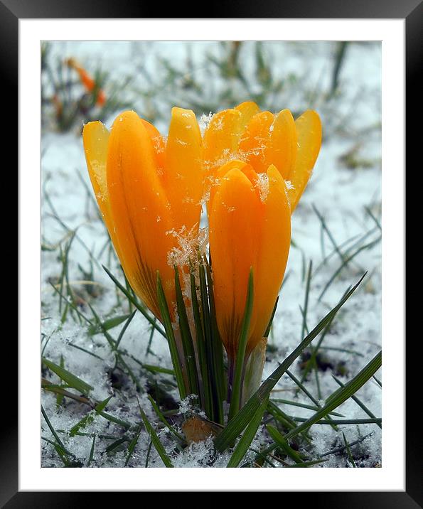 Snow Crocus Framed Mounted Print by camera man