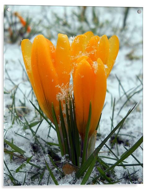 Snow Crocus Acrylic by camera man