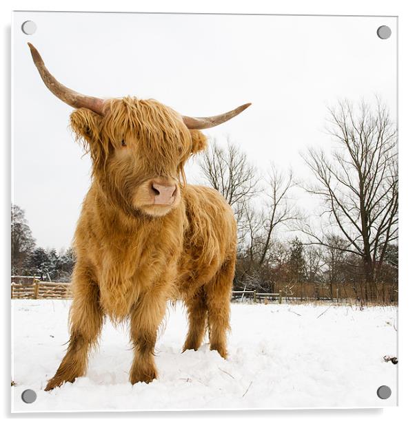Highland Cow Acrylic by Simon Wrigglesworth