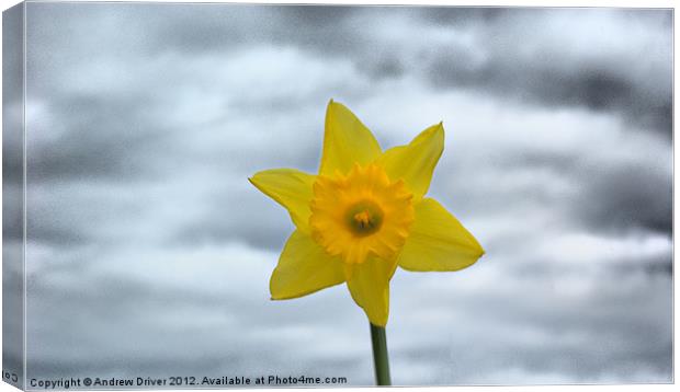 Daffodil Canvas Print by Andrew Driver