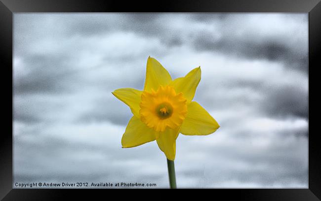 Daffodil Framed Print by Andrew Driver