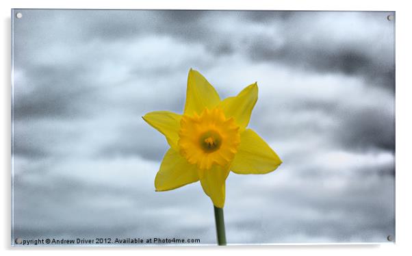 Daffodil Acrylic by Andrew Driver