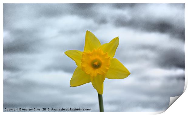 Daffodil Print by Andrew Driver